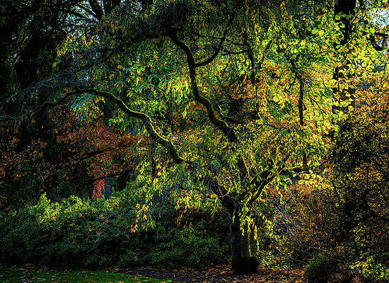 Seattle Wall Art featuring the photograph Seattle Arboretum by Tommy Farnsworth