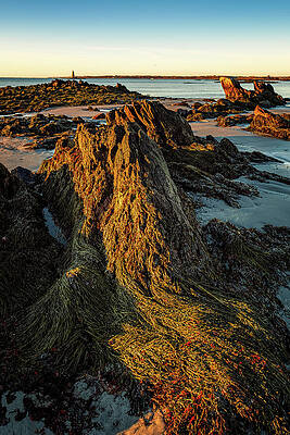 Maine Wall Art featuring the photograph Seaweed Over Rocks At Low Tide, Fort Foster. by Jeff Sinon