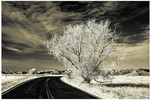 Secluded Tree by the Roadside by Chris Van Hoose