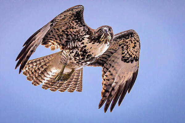 Oregon Photograph - Second Look by Tim Lyden