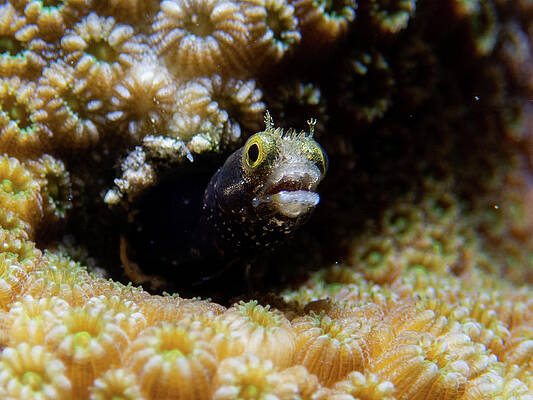 Underwater Wall Art featuring the photograph Secretary Blenny by Brian Weber