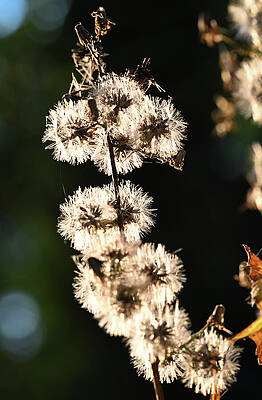 Wall Art featuring the photograph Seed Light by Steven Nelson