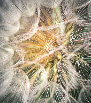 Intricate Dandelion Seed Heads Wall Art
