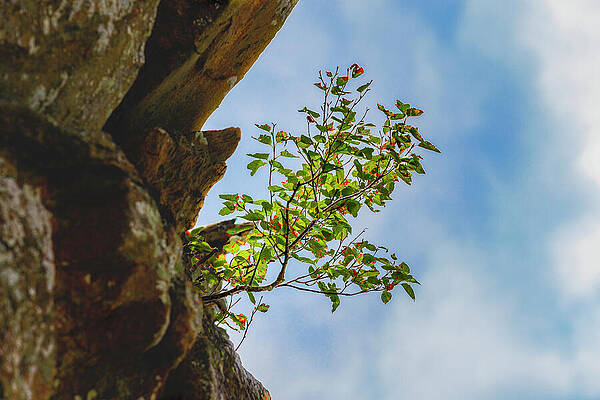Nature Wall Art featuring the photograph Seeking The Sun by David Fountain