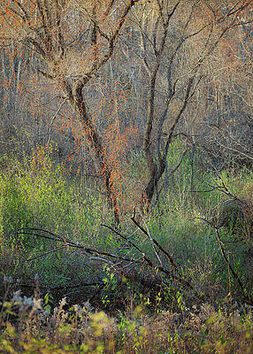 Nature Wall Art featuring the photograph Sega Meadows Woodlands by Dave King