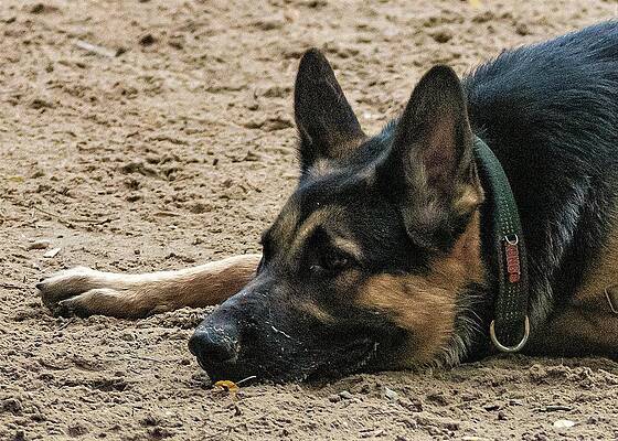 Photograph - Seld2 by John Linnemeyer