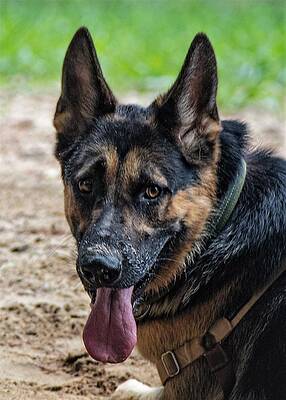 Photograph - Seld2a by John Linnemeyer