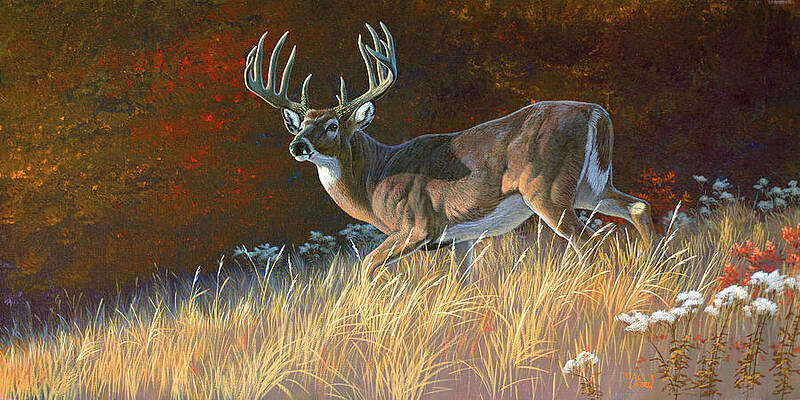 Deer Wall Art for Sale by Al Agnew