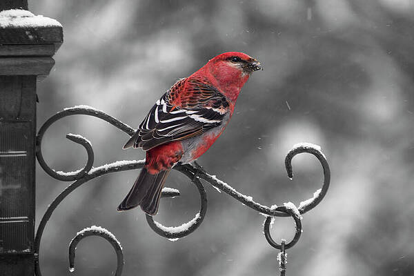 Winter Wall Art featuring the photograph Selective Red Finch by Vi Ray