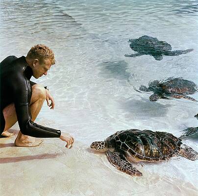 Sea Life Wall Art featuring the photograph Senator Taylor Pryor With Sea Turtles by Horst P Horst