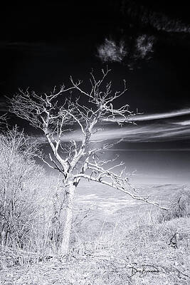 Winter Photograph - Sentinel Of Little Hogback Overlook #3085 by Dan Beauvais