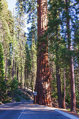 Wall Art featuring the photograph Sequoia National Park, California by Tatiana Travelways