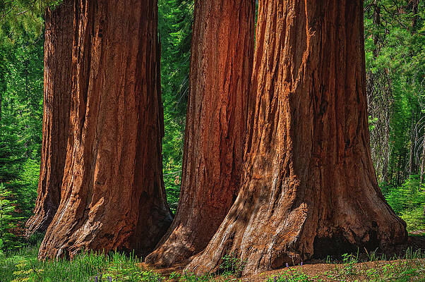 Tree Photograph - Sequoia Trunks Closeup, California by Abbie Warnock