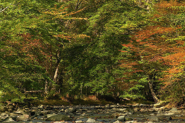 Wall Art featuring the photograph Serenade Of Autumn's Edge by Dodie Ross