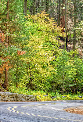 Serene Forest Road Bend Wall Art