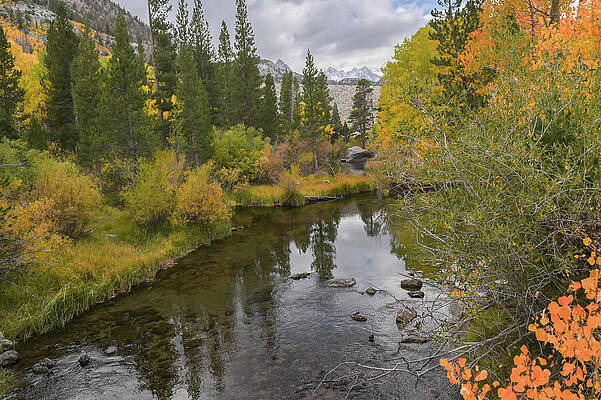 Serene Autumn Forest Stream by Bonnie Colgan