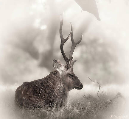 Serene Deer Resting in Meadow Wall Art