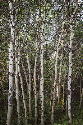 Serene Birch Tree Forest Wall Art