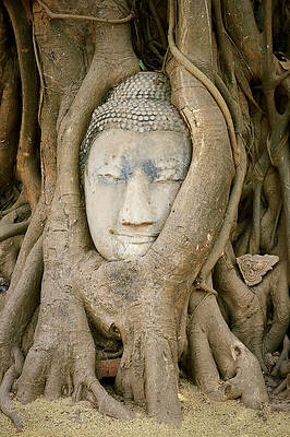 Serene Wall Art featuring the photograph Serene Buddha Head by Travel Essayist