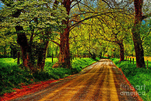 Serene Country Road in Spring Photograph