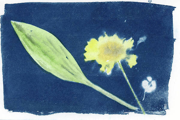 Photograph - Serene Floral Essence by Elizabeth Reich