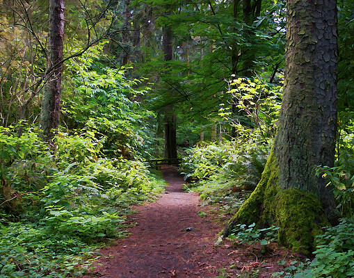 Serene Forest Pathway Photograph