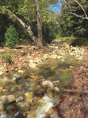 Serene Forest Stream Photograph