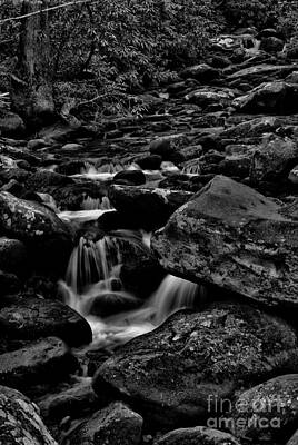 Serene Forest Stream Wall Art