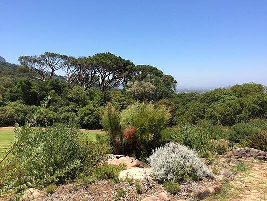 Serene Wall Art featuring the photograph Serene Greenery At Kirstenbosch, South Africa by Travel Essayist