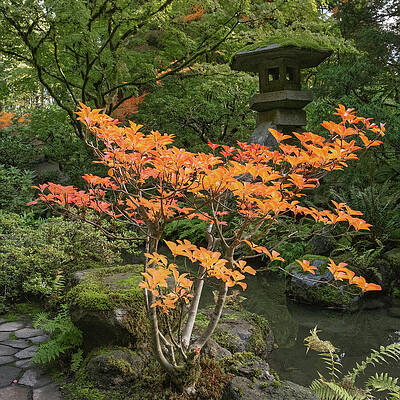 Serene Japanese Garden with Lantern Wall Art