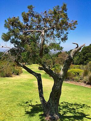 Serene Wall Art featuring the photograph Serene Landscape At Kirstenbosch Botanical Garden by Travel Essayist