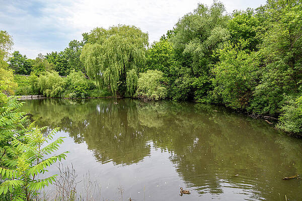 Wall Art featuring the photograph Serene Pond At Black Creek by John Twynam