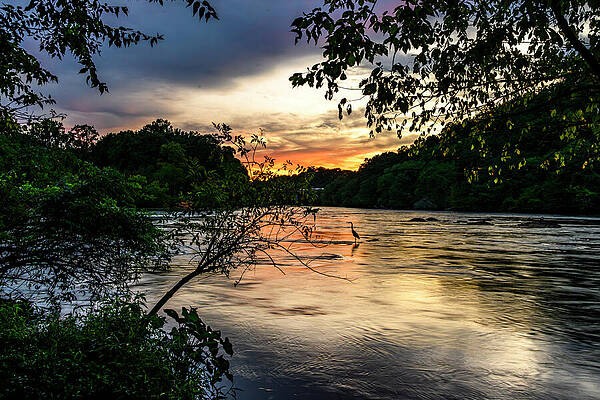 Great Blue Heron at Sunset by Anthony Hightower