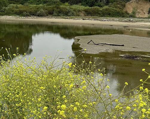 Serene Riverbank with Yellow Flowers Photograph