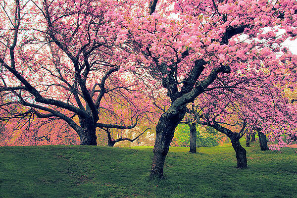 Jessica Jenney Flowering Spring Trees Wall Art