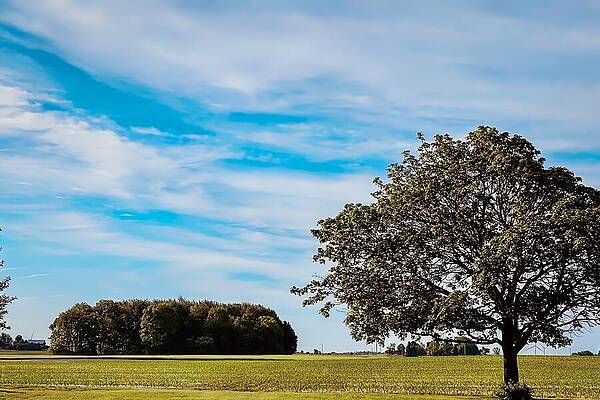 Serene Wall Art featuring the photograph Serene Skyline Solitary Tree Amidst Grassy Groves by Travel Essayist
