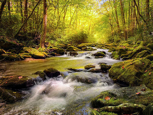 Serene Forest Stream Photograph
