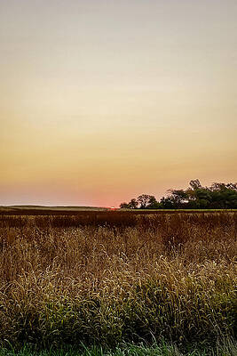 Serene Wall Art featuring the photograph Serene Sunrise Over Tall Grass by Travel Essayist