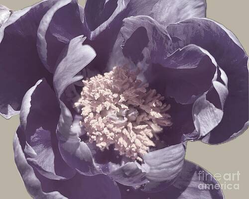 Flower Wall Art for Sale by Erika Schwab
