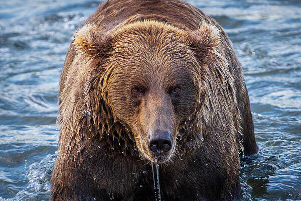Brown Bear in Flowing River Wall Art