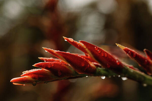 Vibrant Wall Art featuring the photograph Settling Drops by Nova Rae