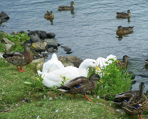 Wall Art featuring the photograph Several Ducks At The Waters Edge by Flees Photos
