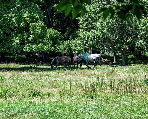 several horses in a field by Flees Photos