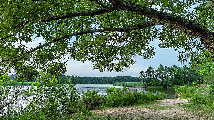 Nature Wall Art featuring the photograph Shade by David Fountain