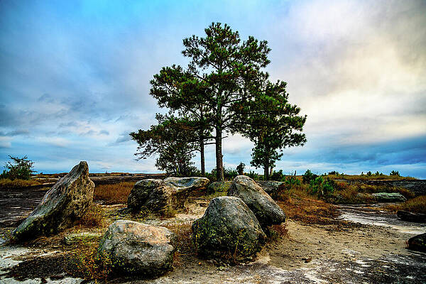 Shade on Arabia Mountain by Anthony Hightower