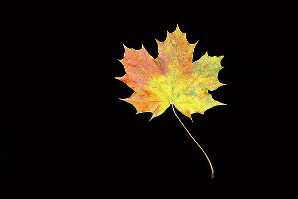 Beautiful Photograph - Shades Of Autumn by Todd Wilkinson