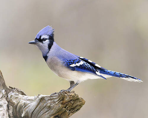 Songbird Photograph - Shades Of Blue by Jim E Johnson