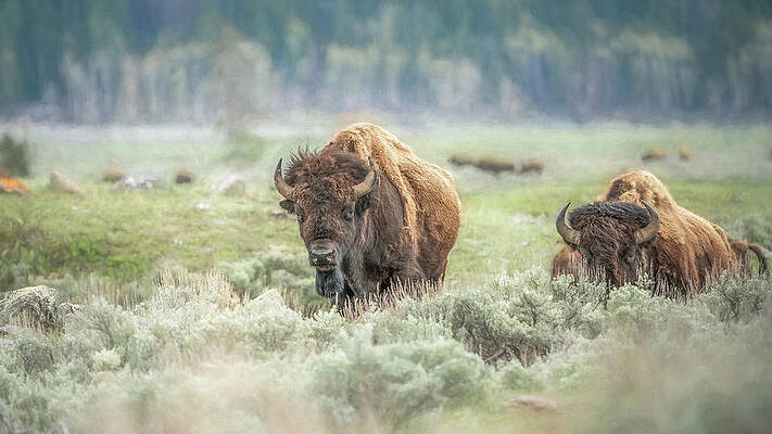 Wyoming Wall Art featuring the digital art Shades Of Spring by Chris Allmendinger