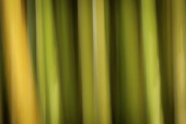 Nature Wall Art featuring the photograph Shades Of Yellow by Dodie Ross