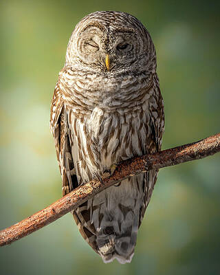 Large Photograph - Shadow Dweller by James Overesch
